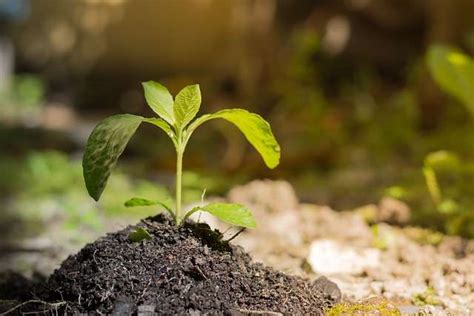  Nature's Garden: An Italian Perspective on Sustainable Horticulture – Cultivating Beauty and Abundance Through Time-Honored Practices