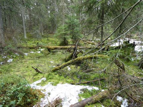 Luovan Maatalouden Periaatteet: Kuvaileva Metsänhoito Etiopiassa