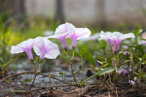  Morning Glory: A Vietnamese Rhapsody on Earthly Blossoms - Exploring the Poetic Beauty of Nature and Humanity