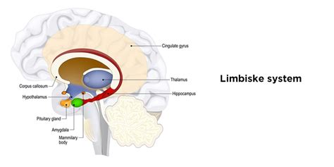  Neuroleadership: Kun Aivot Ovat Johtamisen Keskipisteessä!