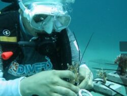 BNI HUT ke-79: 1.946 Terumbu Karang Ditanam di Likupang