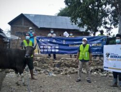 BPKH-Laznas BSMU Salurkan 1.000 Sapi Kurban