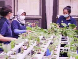 BRI Luncurkan Program Hidroponik Percontohan di Bali