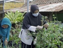 BRI Peduli Luncurkan Urban Farming di 18 Kota