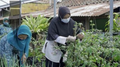 BRI Peduli Luncurkan Urban Farming di 18 Kota