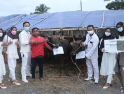 Jamsyar Salurkan 30 Sapi Qurban ke 15 Titik