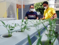 WOM Finance Luncurkan Hidroponik di 17 Kota